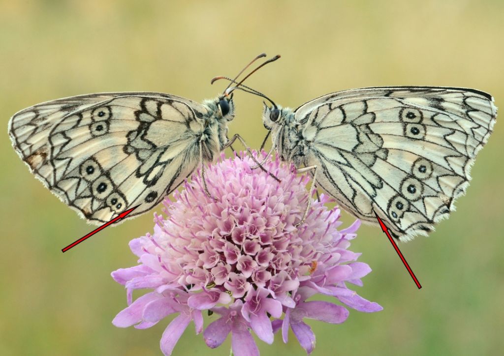 Variabilit di Melanargia russiae?